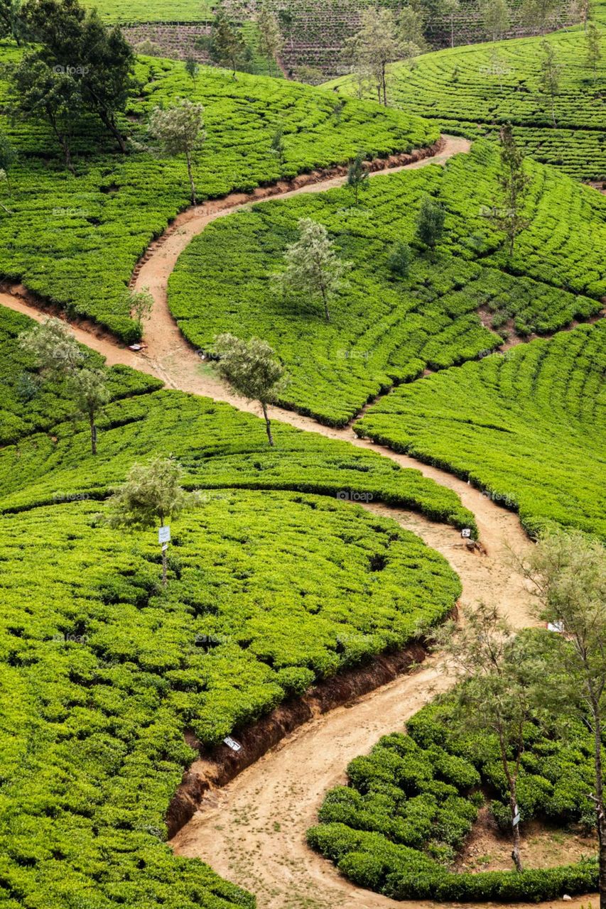 tea plant