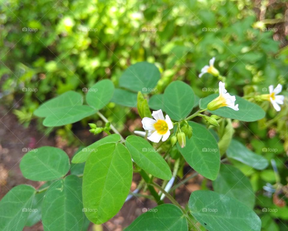 White flower on the yard