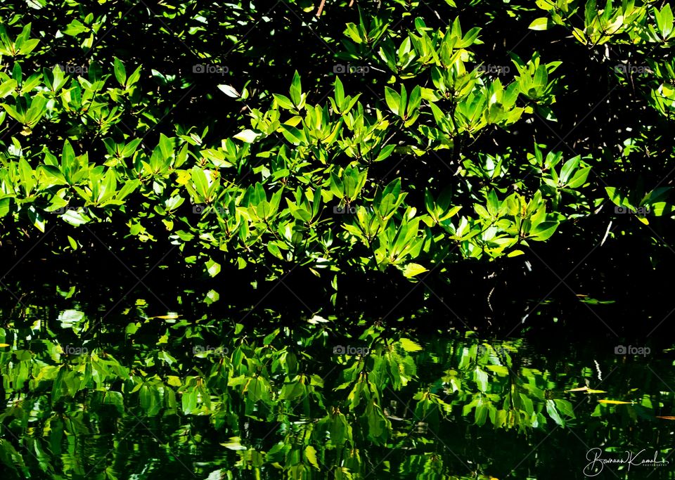 Mangroves and reflection, Bali