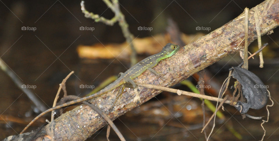 tree animal lizard stick by ozba