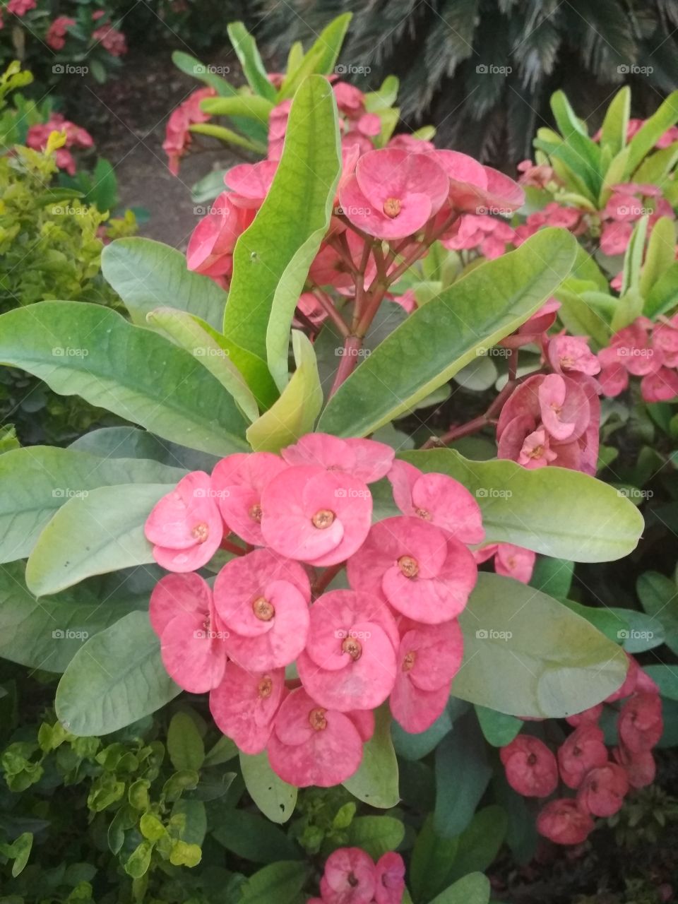 beautiful flowers
