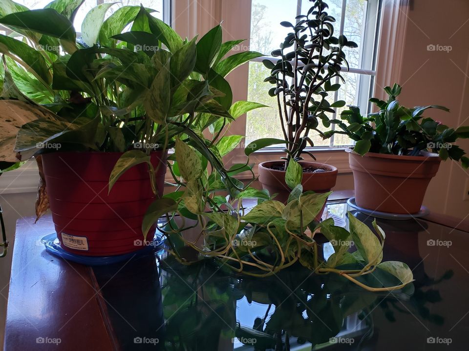 Beautiful indoor plants