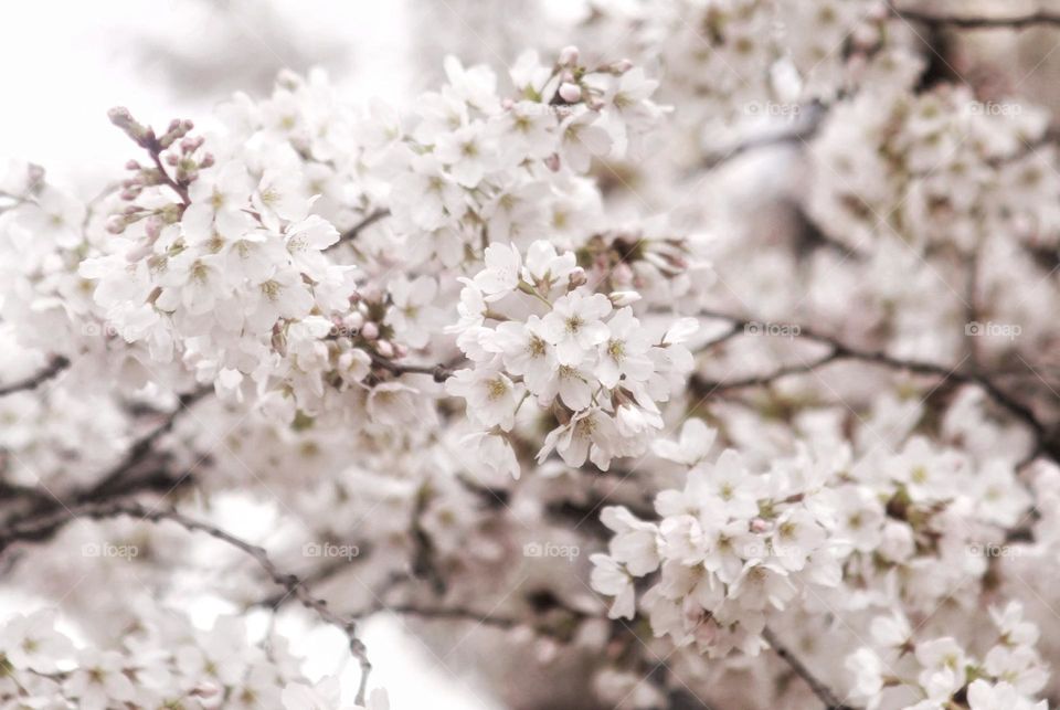 White cherry blossom