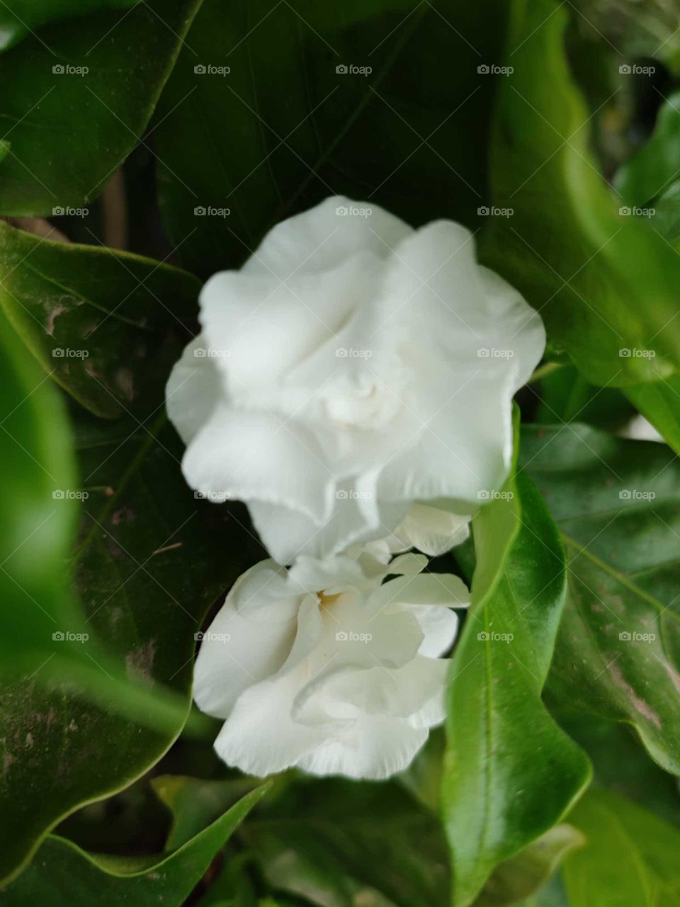 Crepe jasmine