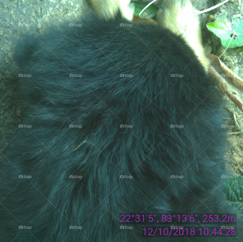 Happy Pat with solid gold.