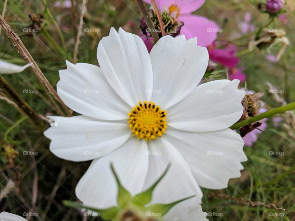 White Flower