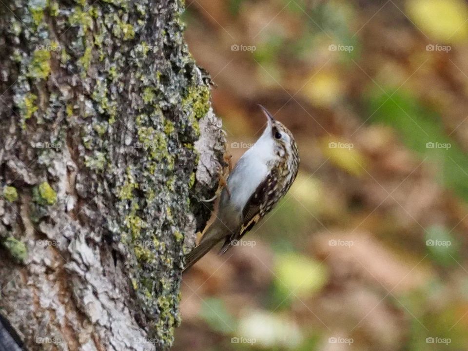 Treecreeper