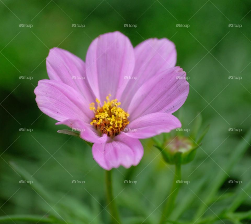 pink flower