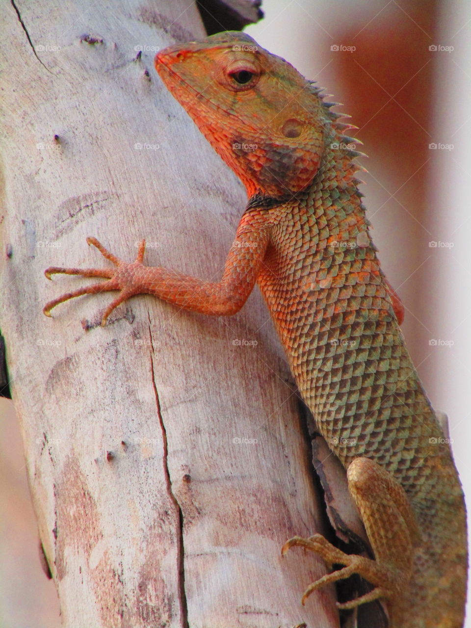 The oriental garden lizard, eastern garden lizard, bloodsucker or changeable lizard (Calotes versicolor) is an agamid lizard found widely distributed in indo-Malaya