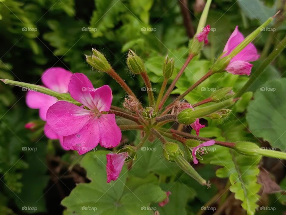 Fish Geranium