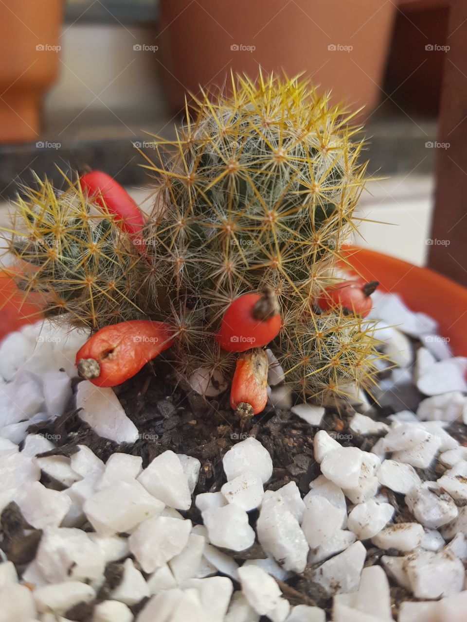 Plants Lovers - Cactos and Suculentas