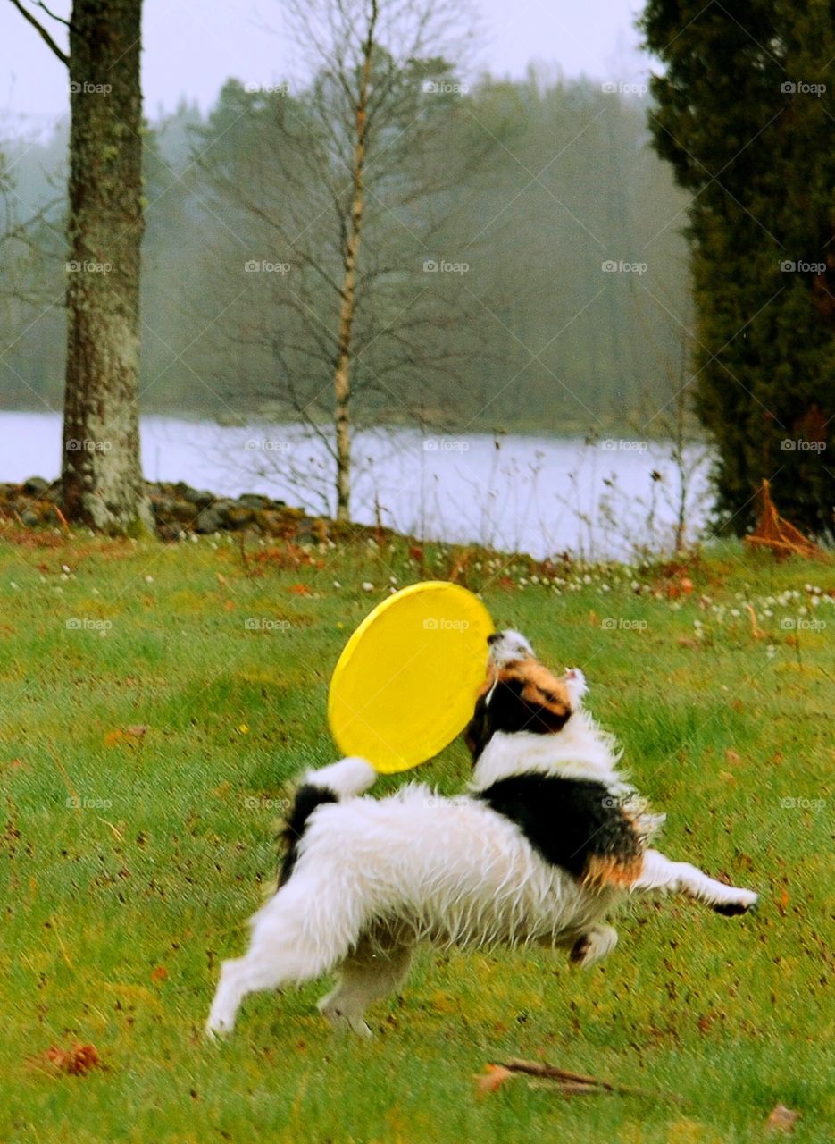 Dog playing 