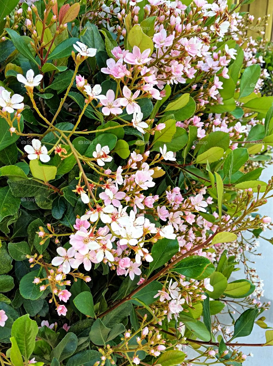 Close-up of a white flowers