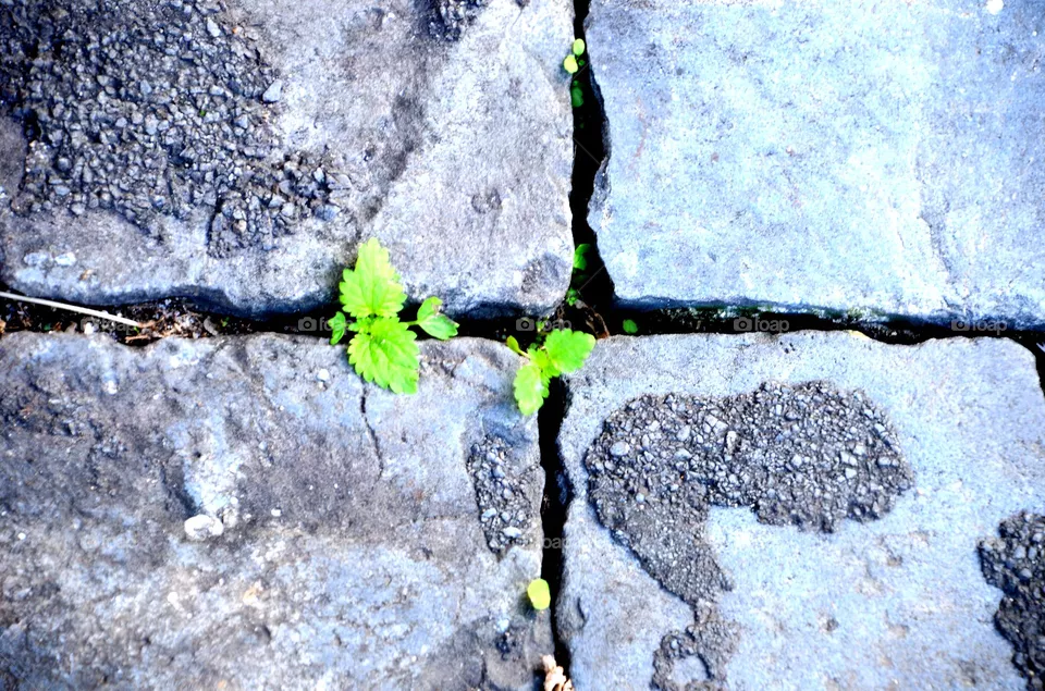Plants