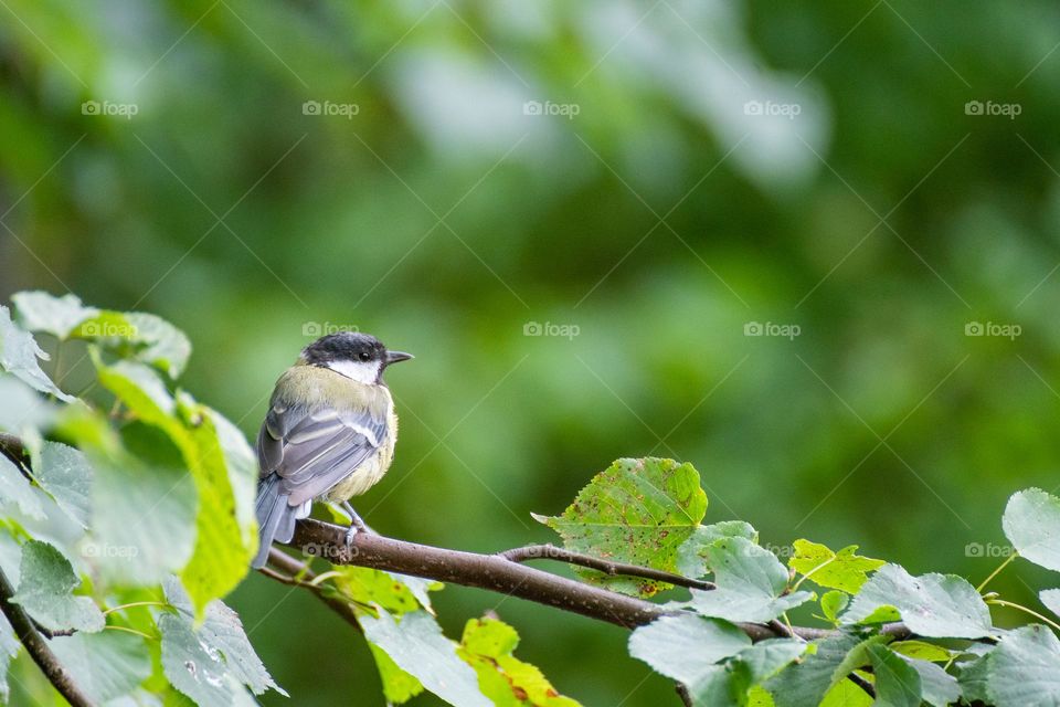 A bird on a branch in summer