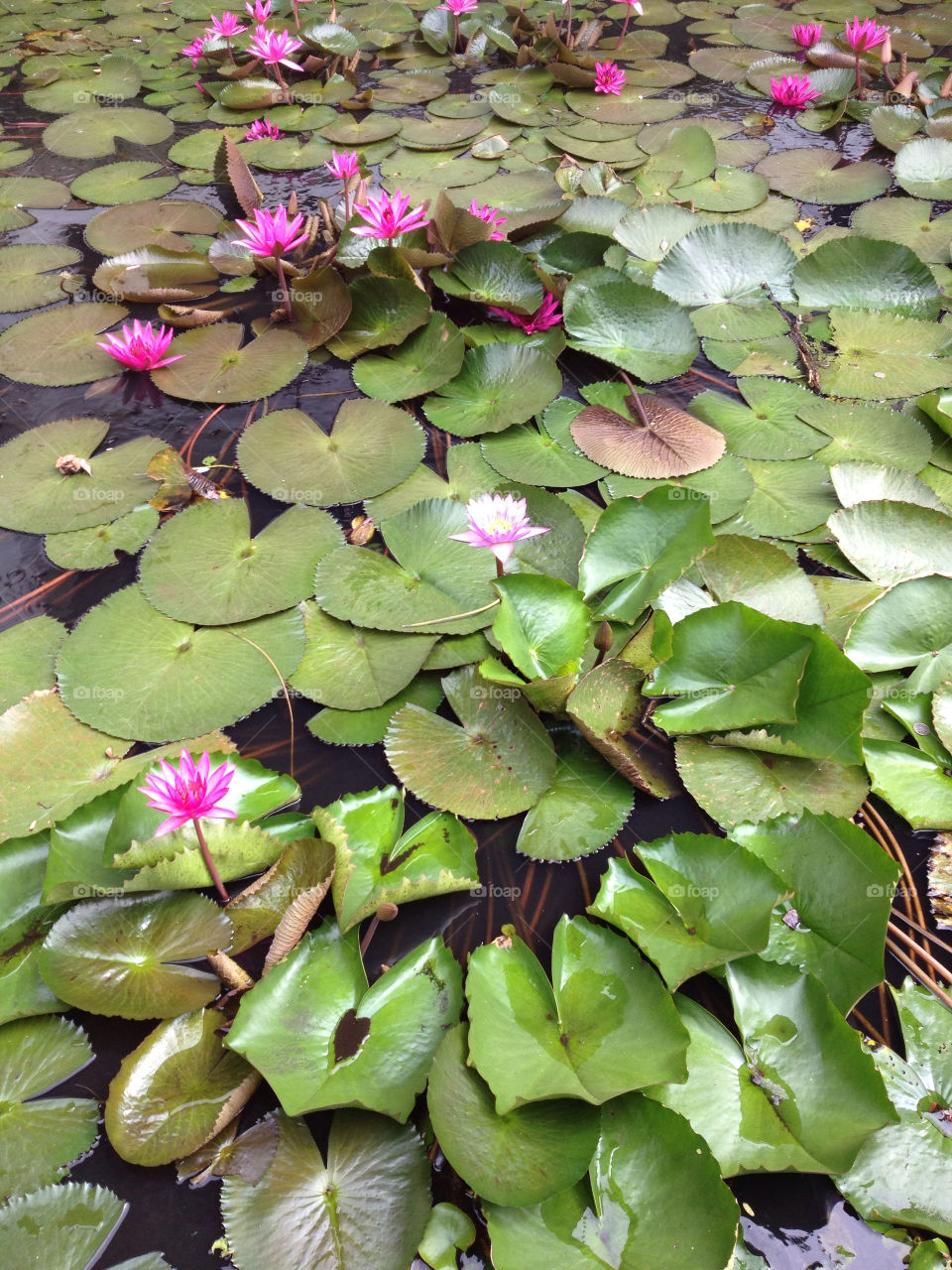 sri lanka matale by babie