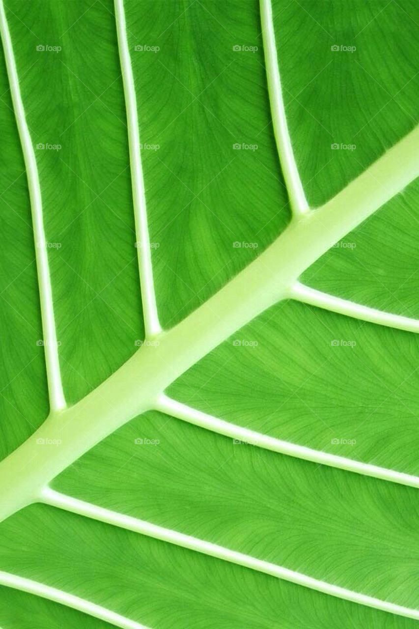 Humam.alhealy@yahoo.com