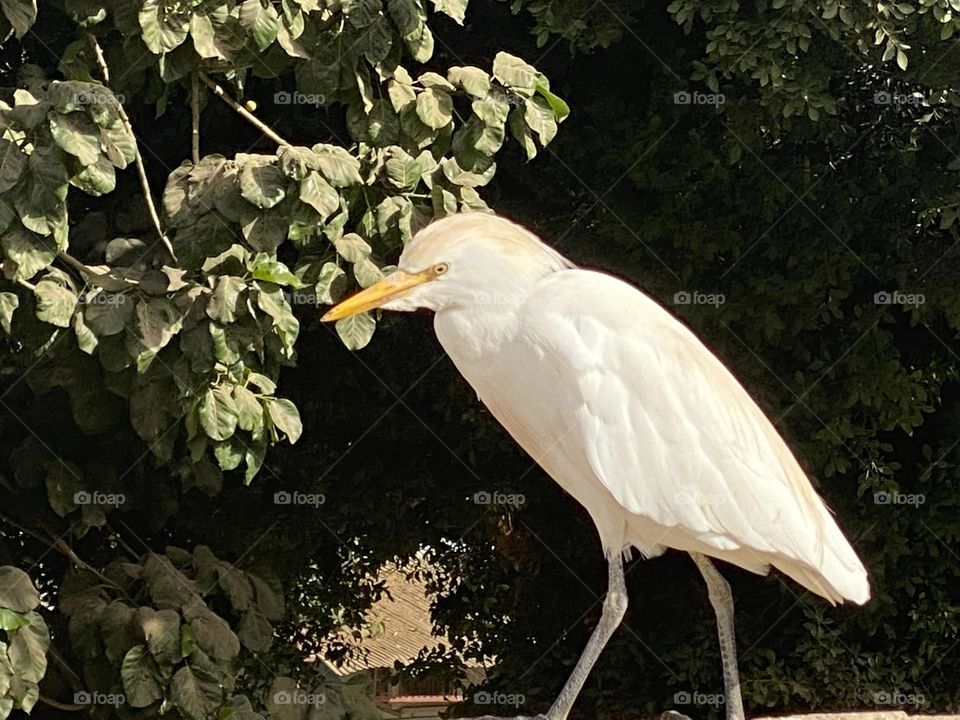 A white bird called cattle egret standing on a wall by a tree 