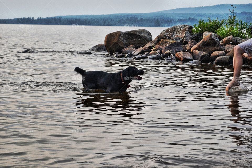 Black lab in lake. Black Labrador retriever in lake