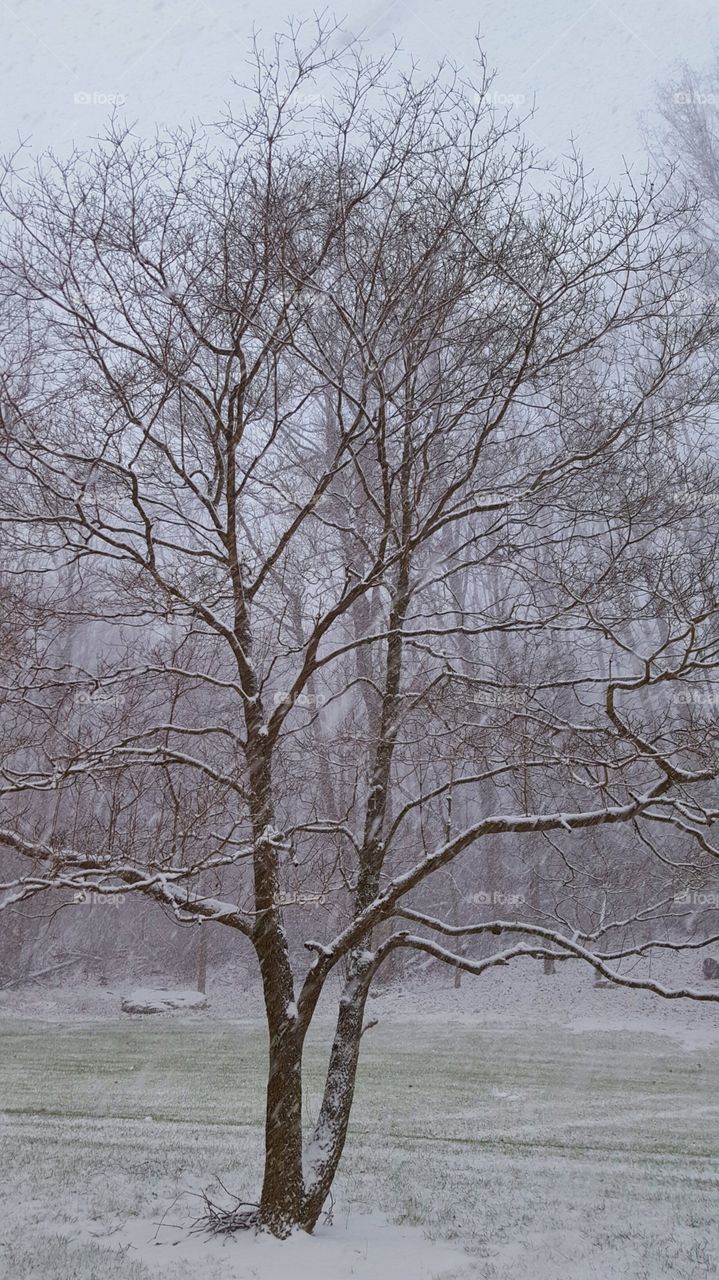 light snow on trees