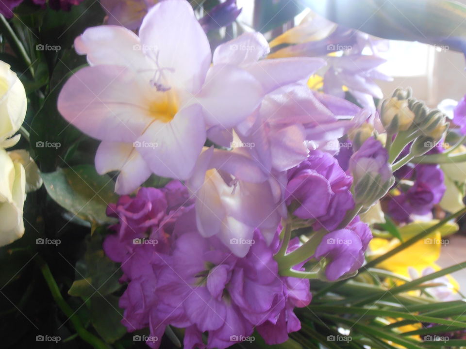 Purple Floral Display