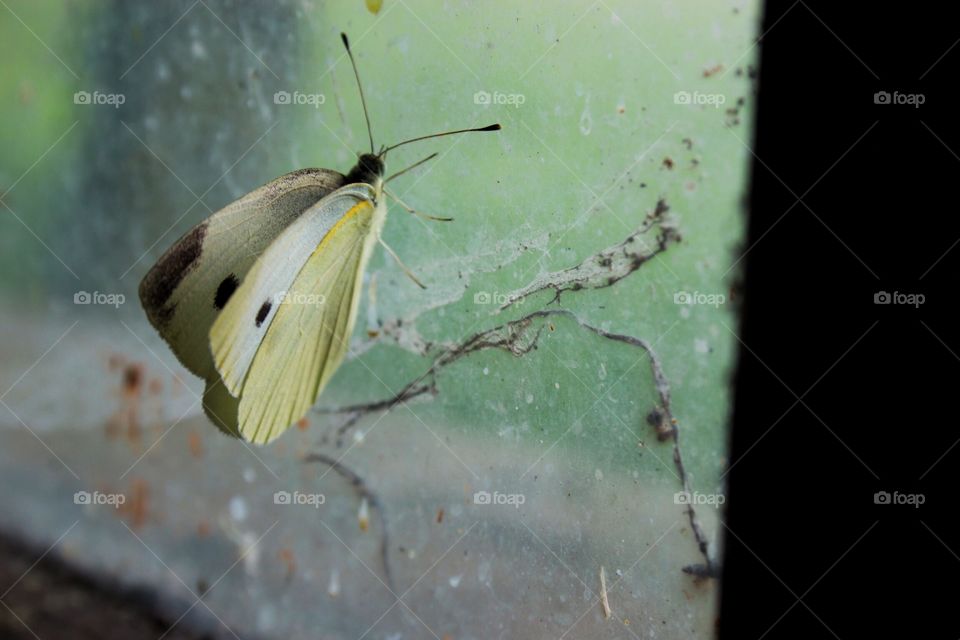 Yellowish Butterfly