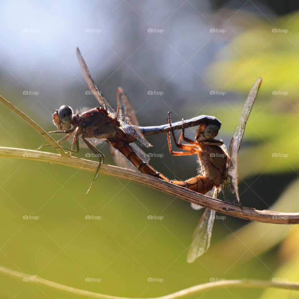 dragonflies