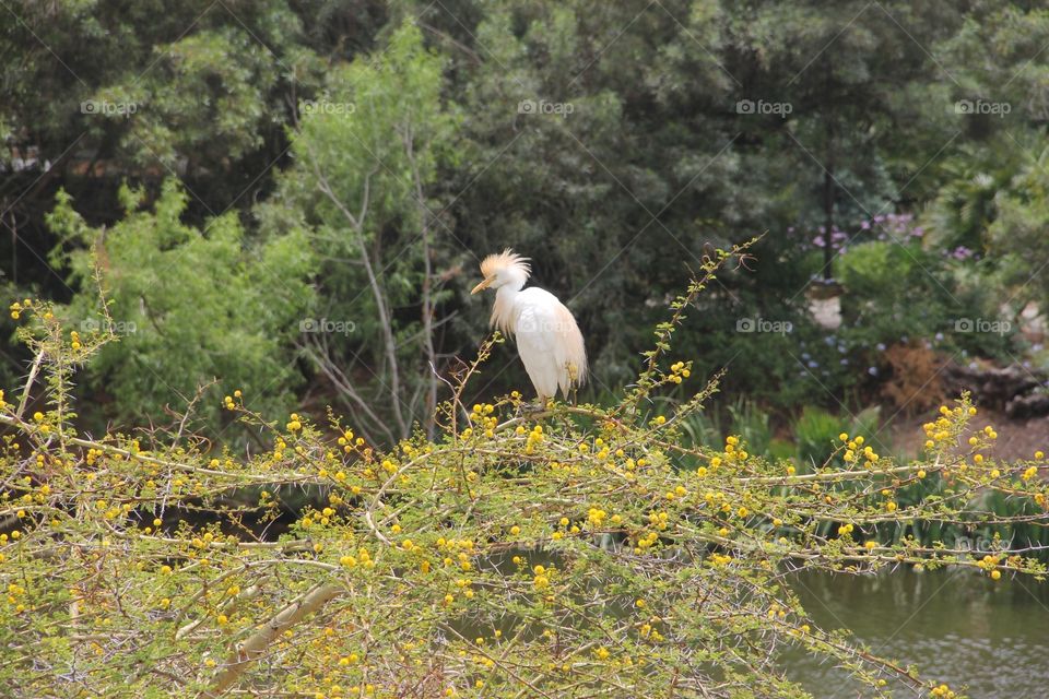Nature, No Person, Outdoors, Bird, Water