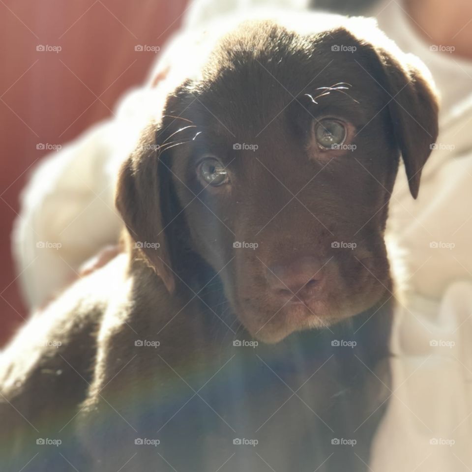 Puppy#angel#love#cute#pose#photography