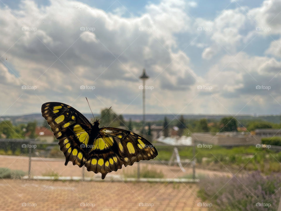 Black and yellow butterfly sitting on the window.