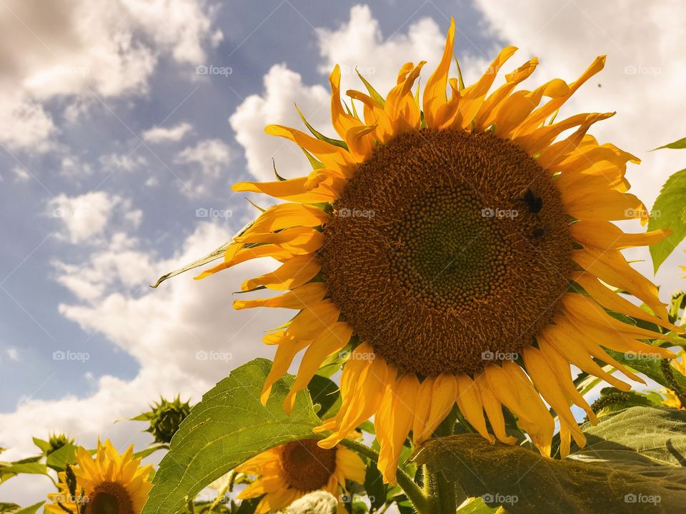 Sunflowers