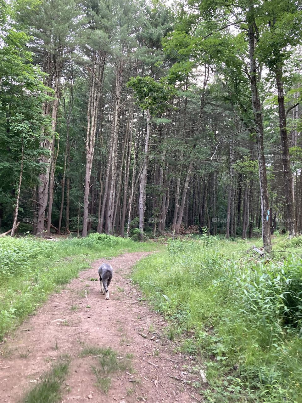 Sheepdog leading the way