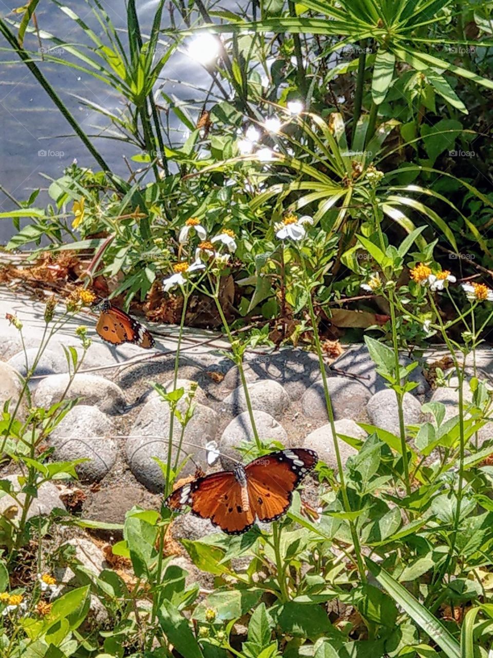 Happy butterflies with the sunlight & plants.