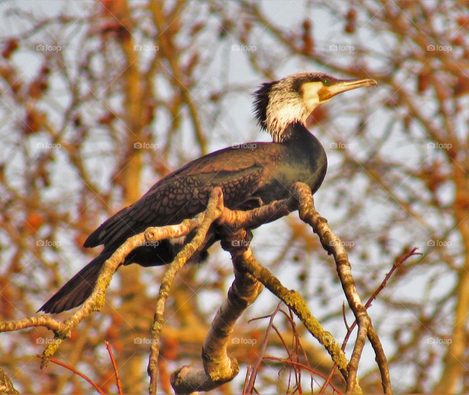 cormorant