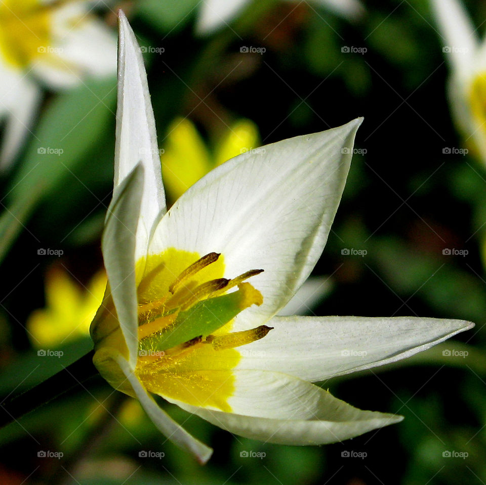Wild Spring Tulip
