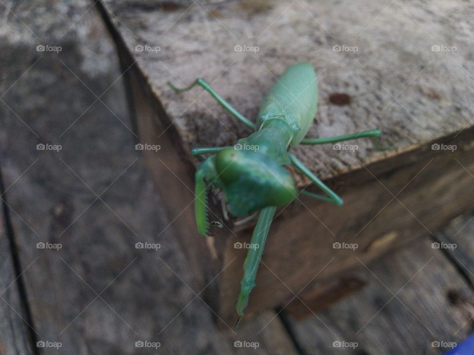 Green grasshopper