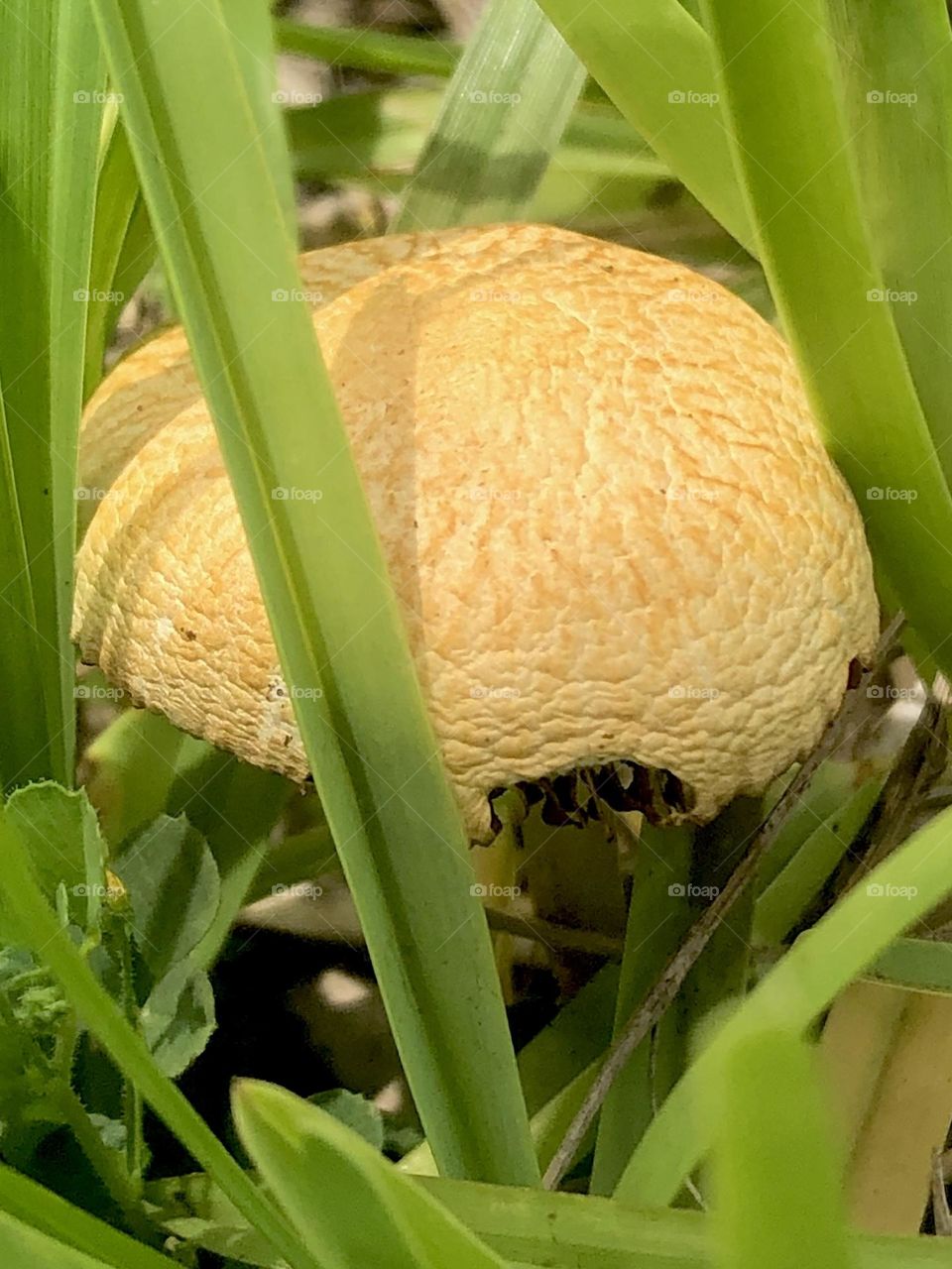 Closeup of the only mushroom in the yard! So bummed we’re in a drought because we usually have so many!! 🍄