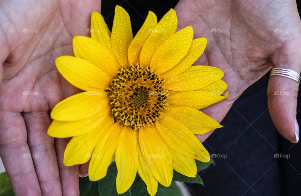 Yellow flower