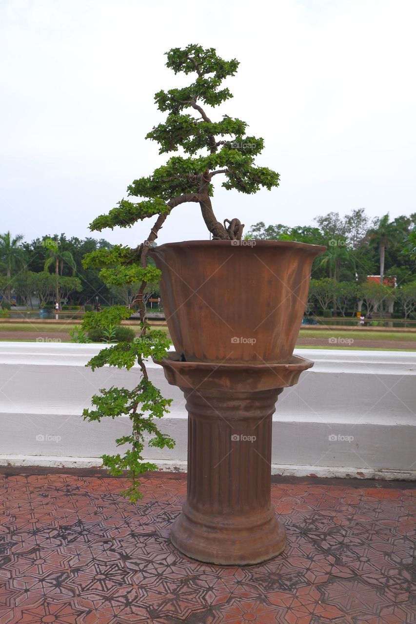 bonsai with branches and stems in a plant pot sky backdrop