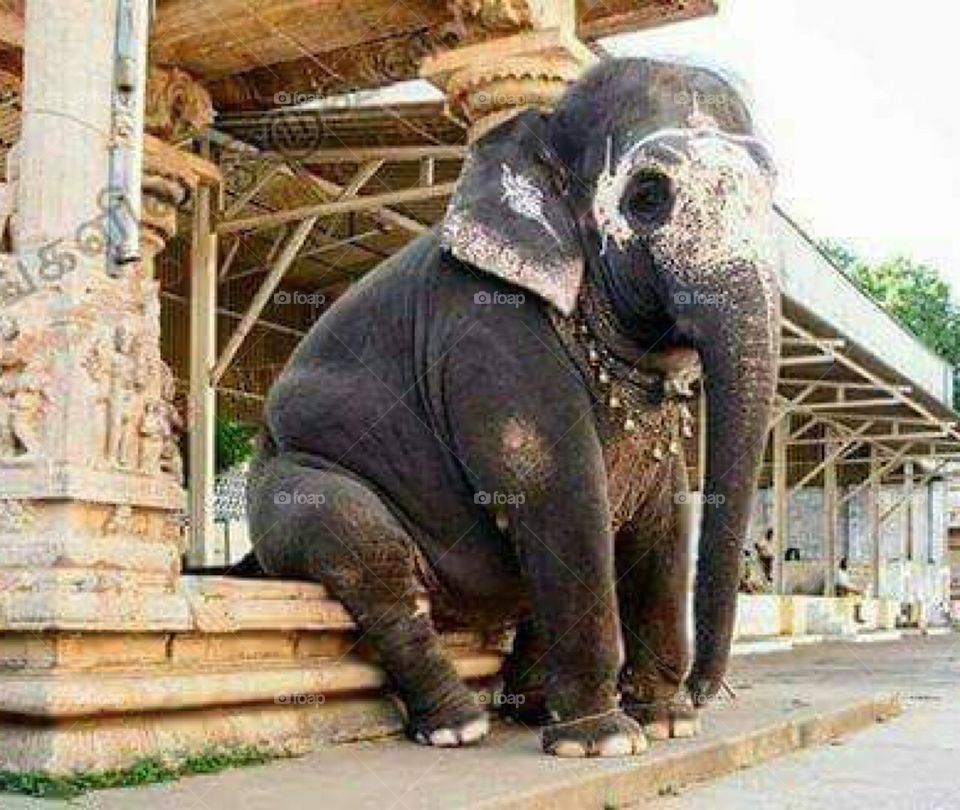 Elephant is sitting in temple 
