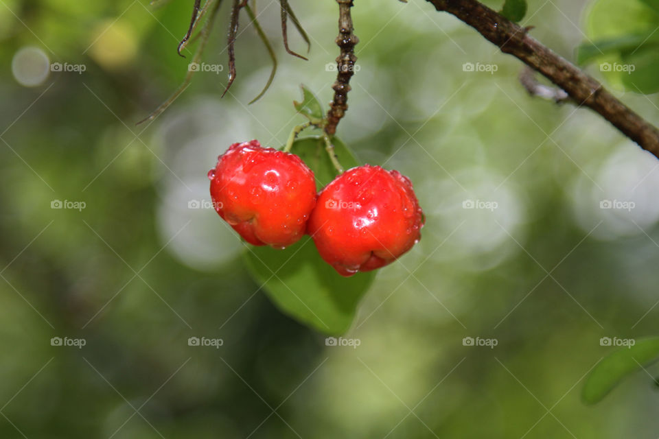 acerola
