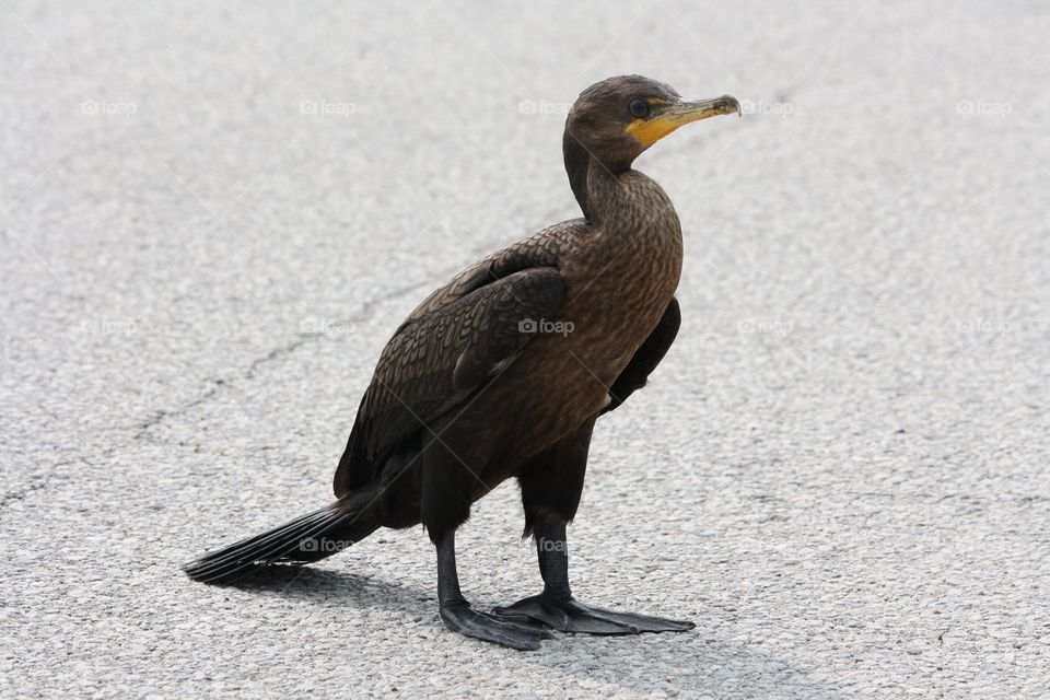 Cormorant walking on a road