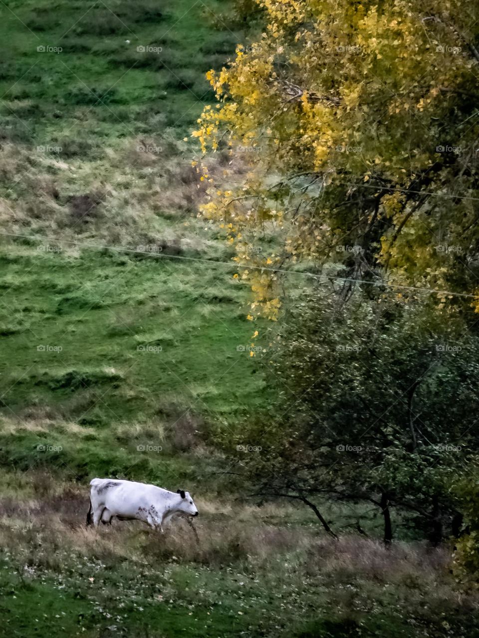 solitary white cow with a vibrant green field and yellow tree in autumn