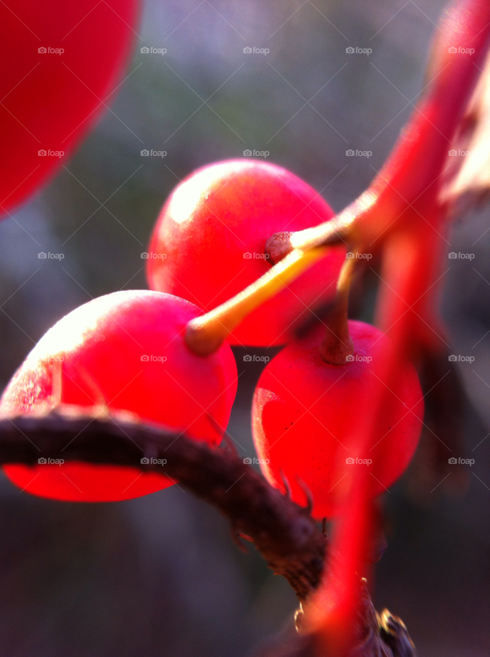 winter macro red berries by s7vyb