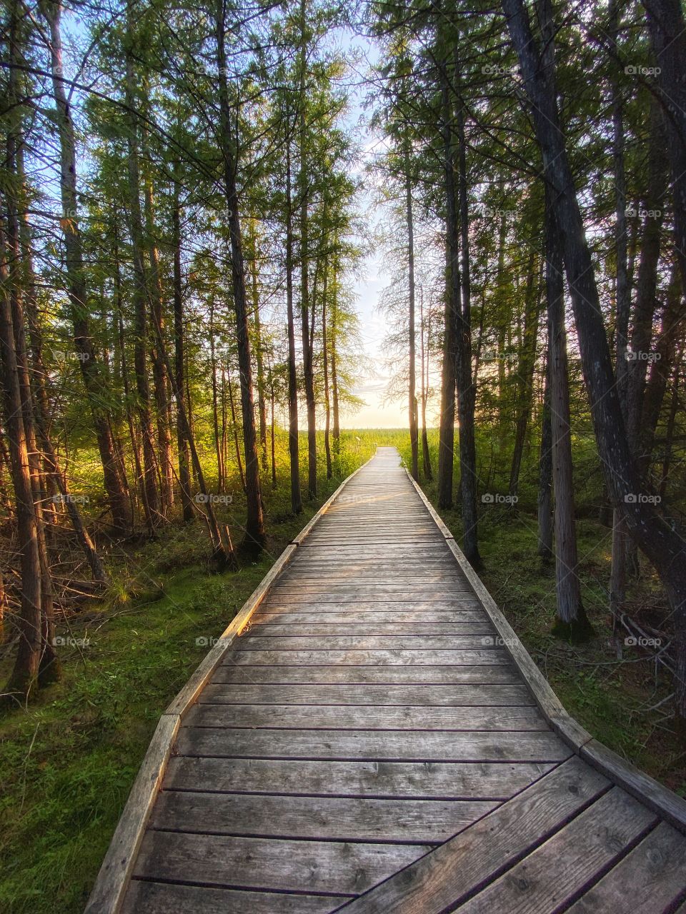 Nature trail 