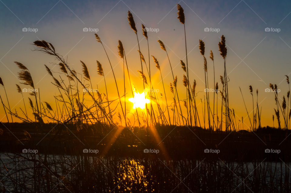 A starburst sunset through the beach reeds