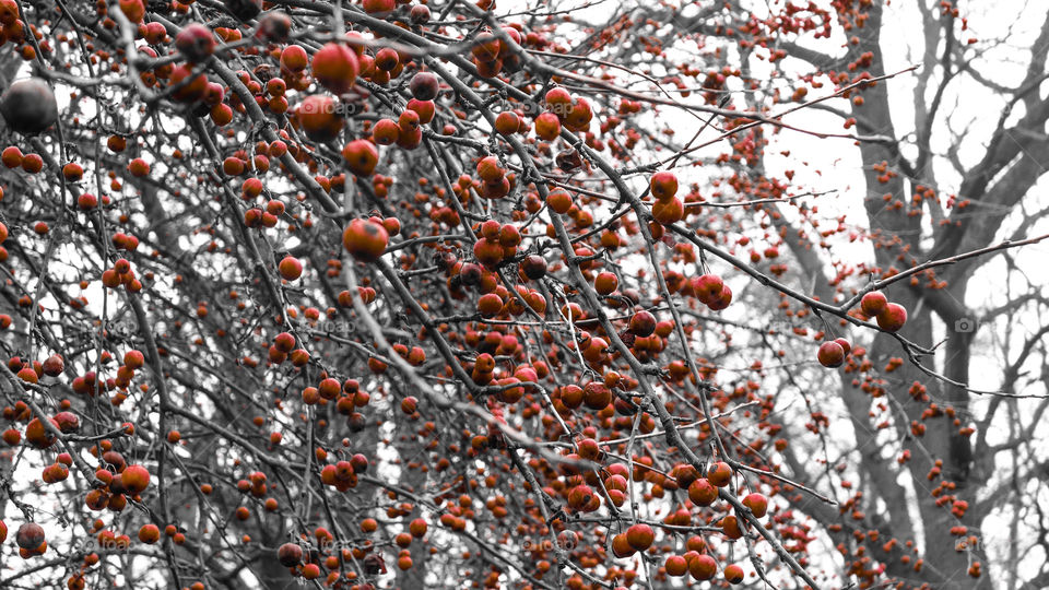 Fruit on a tree in a park during winter.