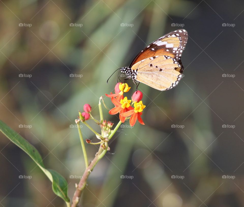 Butterfly on flower