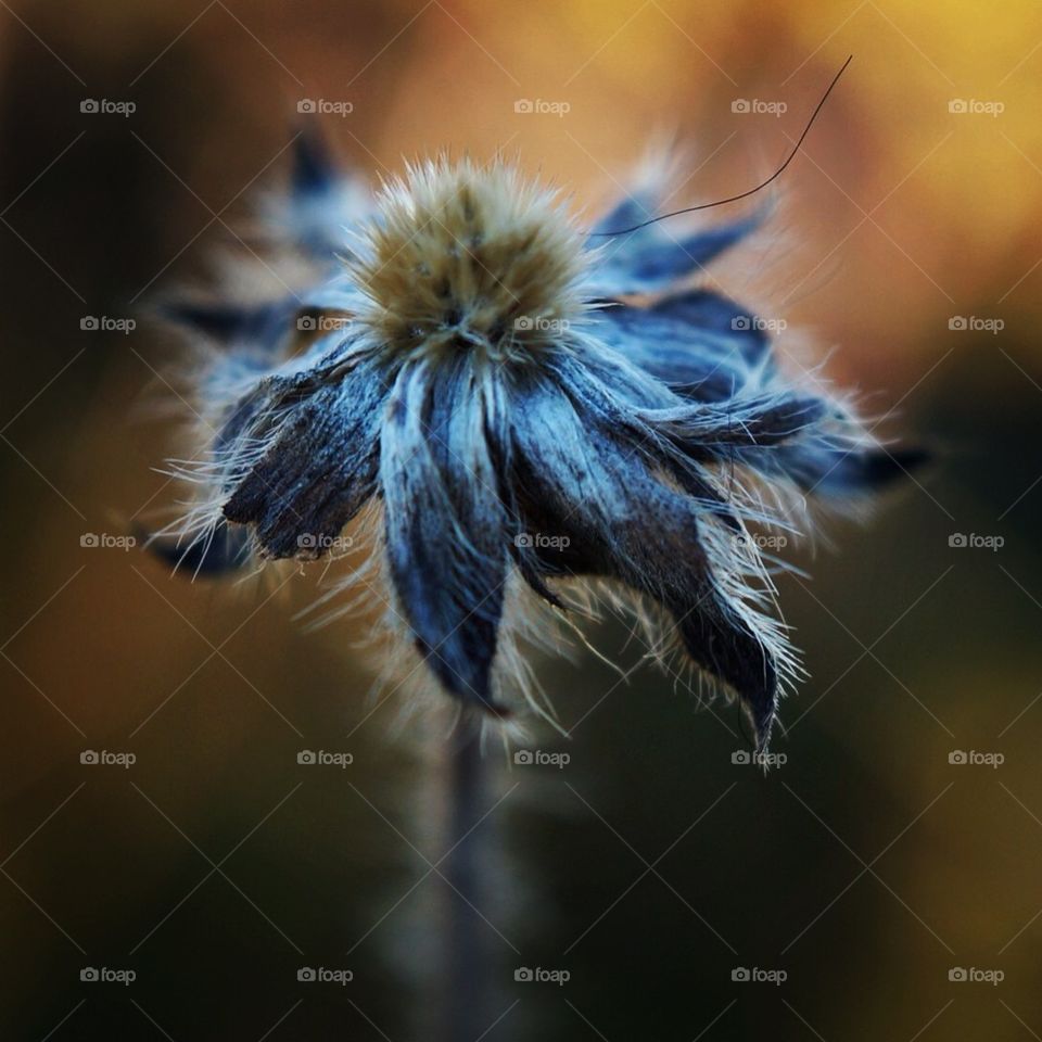 Flower in fall