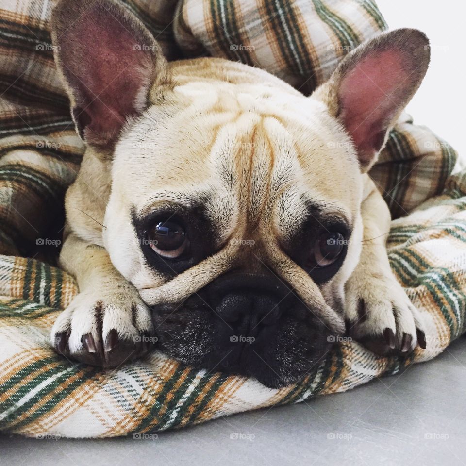 My lovely dog Lizzie resting on a sunday morning 